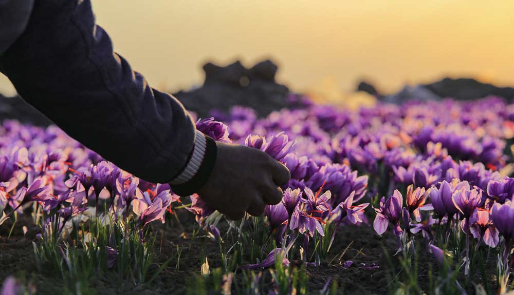 طلوعی از خاک….به رنگ عشق و زندگی