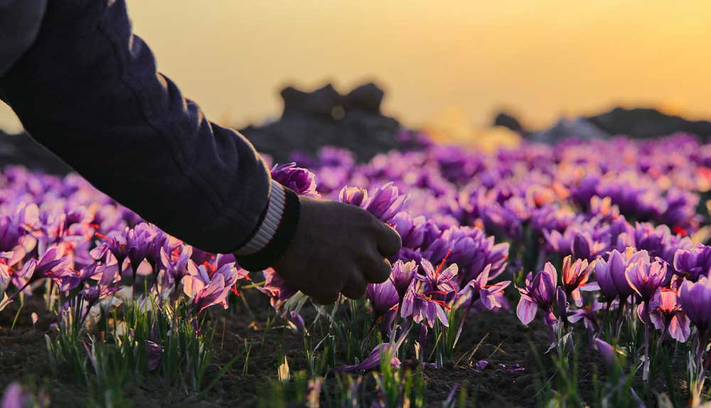 طلوعی از خاک….به رنگ عشق و زندگی